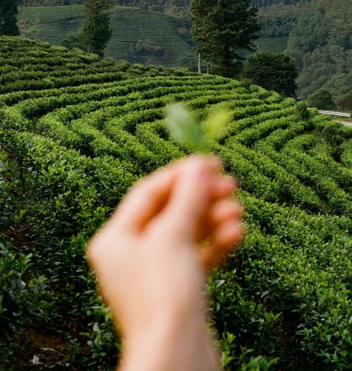 A close-up of a hand holding leaves with a lush tea plantation in the background.