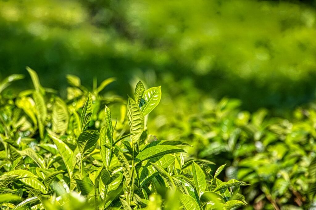 Fresh bushes of green tea with bright leaves growing in nature and illuminated by sunlight