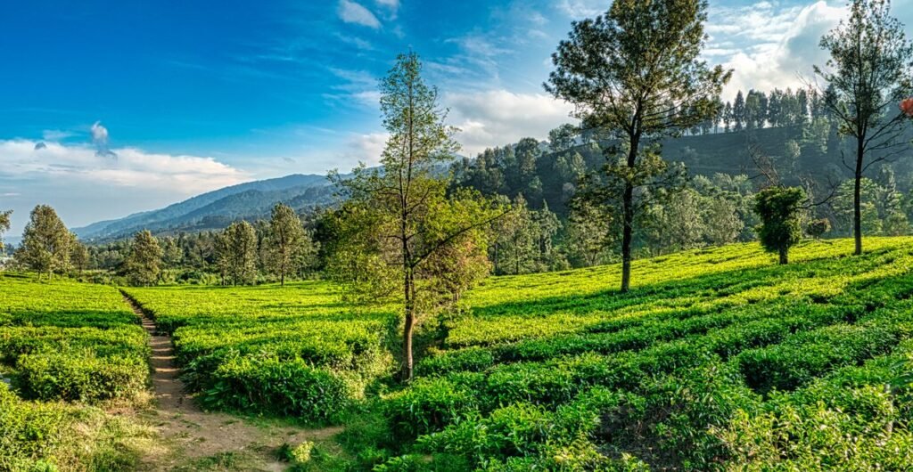 Beautiful green tea plantation in West Java, Indonesia with vibrant blue sky and tree-lined hills.